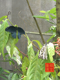 Photo of butterflies