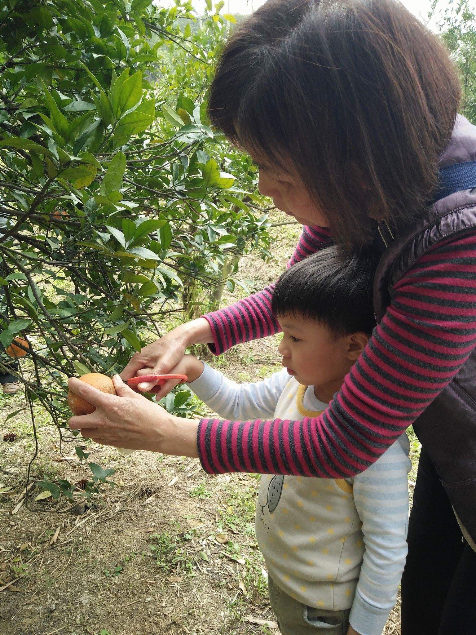 Will old men be playing Xiangqi in the Tangerine? Author's son and mother-in-law