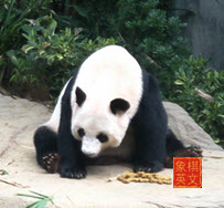 Panda at Singapore Zoo