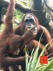 Singapore Zoo. Breakfast with the Orang Utans